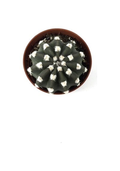 Echinopsis Subdenudata (Kaktüs) Ø5,5 CM Y0-10 CM