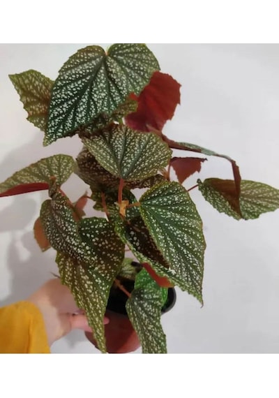Çilli Begonya Çiçeği Dolgun Formlu Kırmızı Çiçekli 1 Adet Saksılı 30-40cm