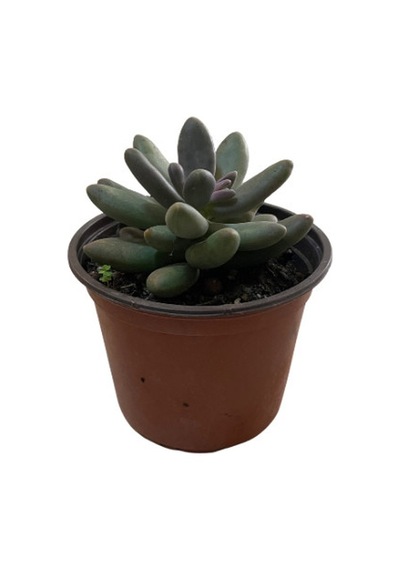 Pachyphytum Fitkai (Sukulent) Ø12 CM Y15-20 CM