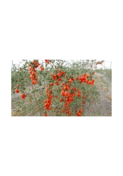 Kırmızı Goji Berry Fidanı Nq1 Meyve Verme Durumunda 120-150 Cm