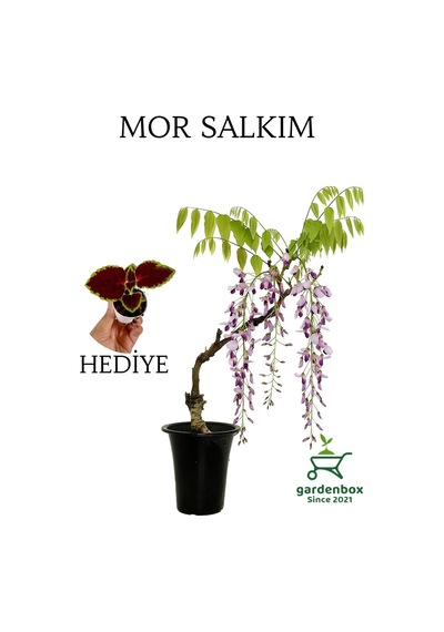 Mor Salkım Ağacı Fidanı Sarmaşık 1 Adet Saksılı 40-60cm+yaprak Güzeli