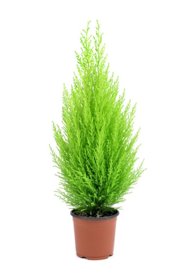 Limon Kokulu Çam Limoni Servi Cupressus Ev Ofis Salon Çamı 25-35 Cm