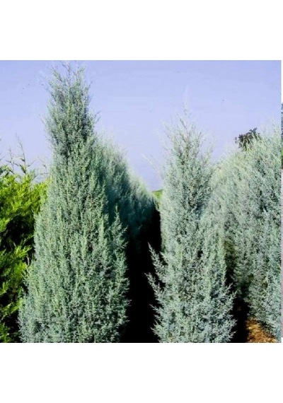 Mavi Servi Cupressus Arizona Tohumu 100 Gr.