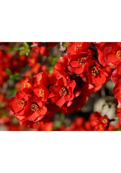 Kırmızı Bahar Dalı Çiçeği Fidanı 40-60 Cm Saksılı Çiçekli Bodur Bitkiler Red Spring Branch