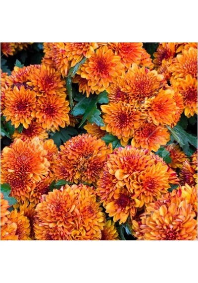Turuncu Renk 10-20 Cm Kasımpatı