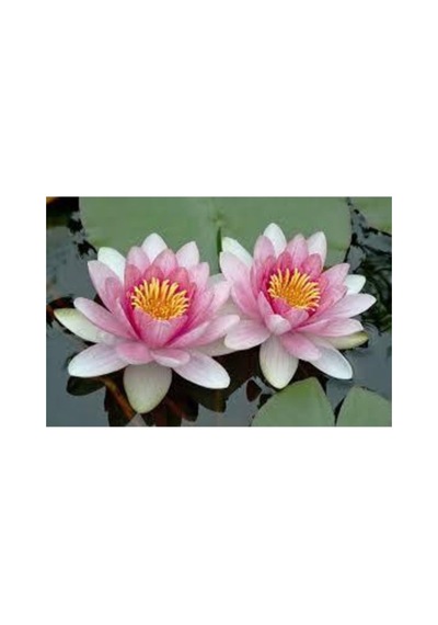 3 Adet Tohum Nadir Pembe Lotus Su Çiçeği Tohumu Hediye Tohumlu