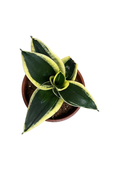 Sansevieria 'yellow Stripe' Paşa Kılıcı Ø12 Cm H15-20 Cm
