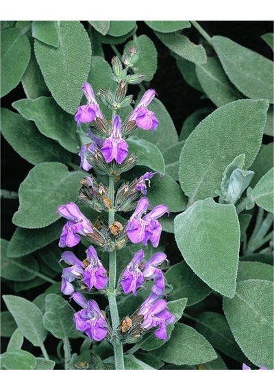 Adaçayı Salvia Officinalis Fidanı 15 -25 Cm