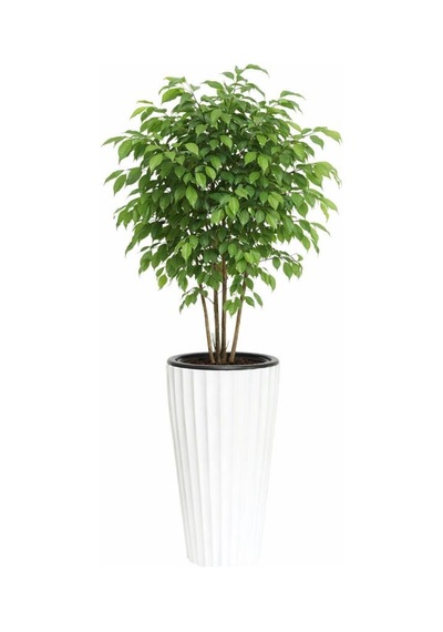 Omnipazar So-lvt1 Lilyum Vazo Saksı Takımı İç Kovalı 54 Litre No:1 Beyaz