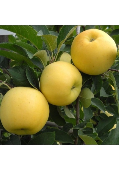 Tüplü Aşılı Tam Bodur Aromalı Golden Elma Fidanı
