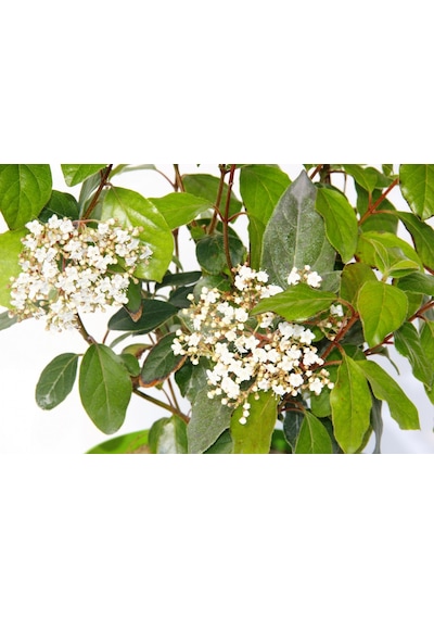 Viburnum Tinus - Yaprak Dökmeyen Kartopu Yeşil Saksıda