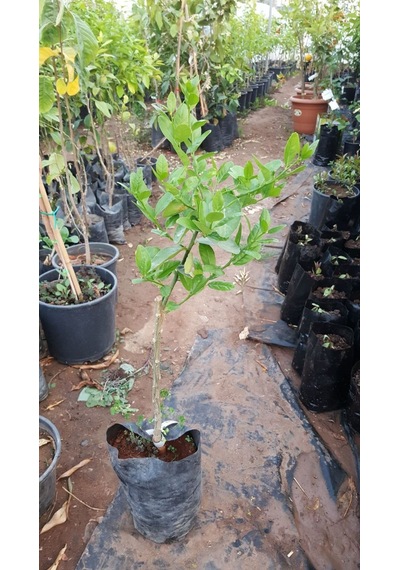 3 Yaş Aşılı Dikensiz Mexican Lime Fidanı. Torbada