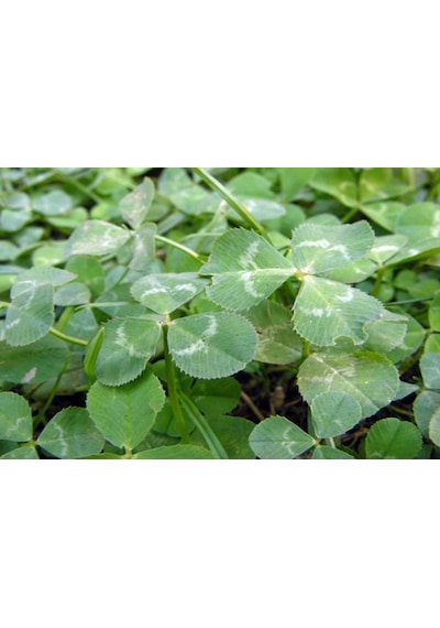 Üçgül Tohumu500 GR Süs Yoncası Trifolium Repens