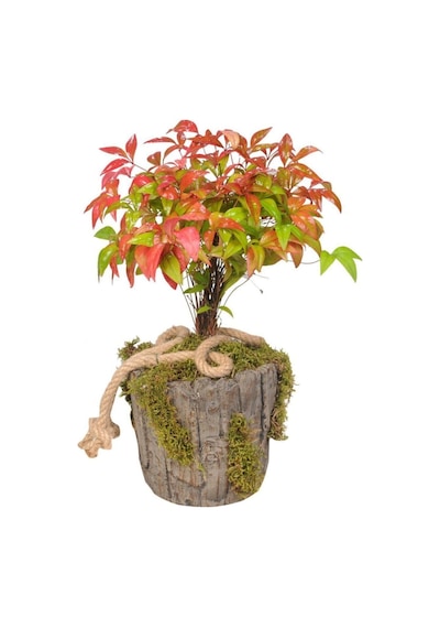 Nadir Ithal Bodur Cennet Bonzai Ağacı Tohumu 5 Tohum Bonsai Tohumu