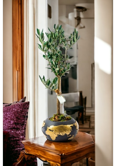 Gold World Saksıda Bonsai Zeytin Ağacı