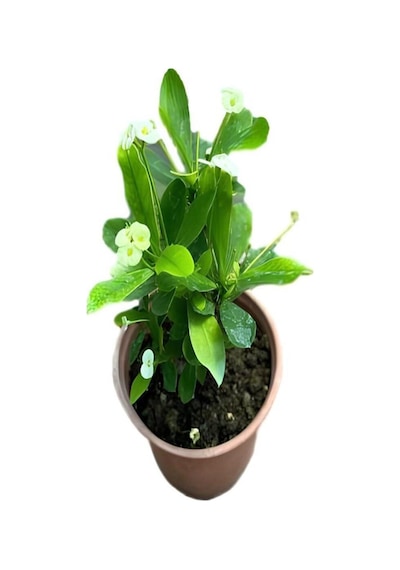 Videolu Areka Salon Palmiyesi 80-100cm 1 Adet Saksılı Beyaz Euphorbia Hediyeli İç Mekan Bitkisi