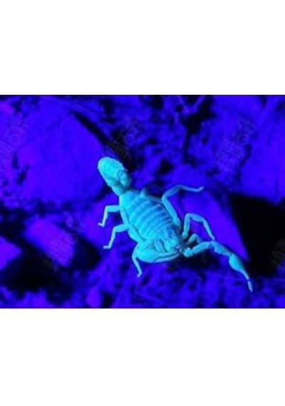 50w Uv Led Ultraviyole Led Projektör 50w 395nm-400nm Mor Işık