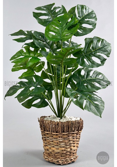 Yapay Monstera Deve Tabani 65 Cm Demi R Destekli Kulpsuz Hasir Saksıda Krem
