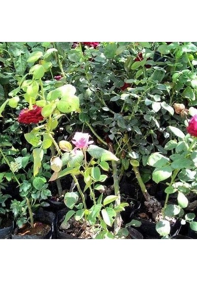 Tüplü Aşılı İri Goncalı Florantina Katmerli Kırmızı Sarmaşık Gül Fidanı