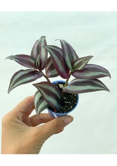Bordo Telgraf Çiçeği 8.5 Cm Saksıda 10-20 Cm
