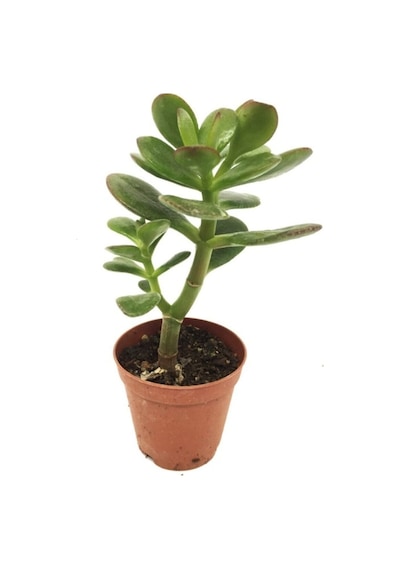 Crassula Feng Shui Para Ağacı Fidanı 10-20 Cm