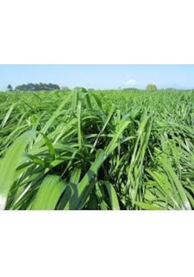 RyeGRass Tohum Süt Otu Tohumu 3 KG