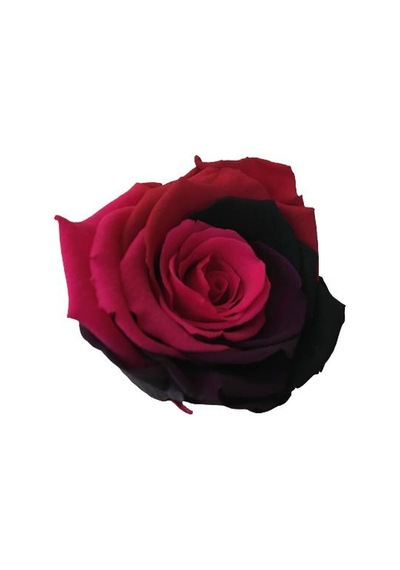 Rose Amor Parçalı Renk Pembe Bordo Solmayan Şoklanmış Gül Xl