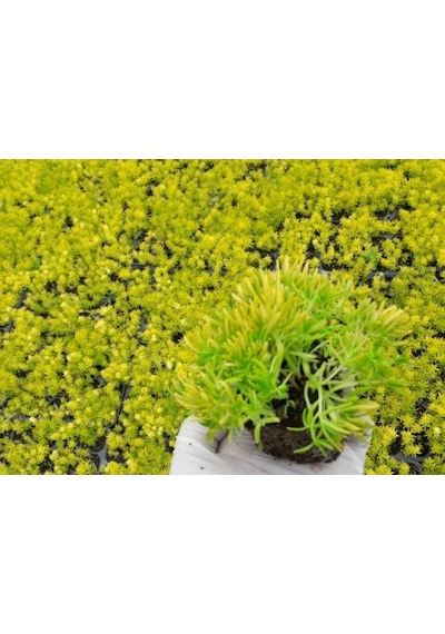 Mezar - Kabir Sarı Sedum Bitki Seti - 45 Adet Sarı Sedum - Kalıcı