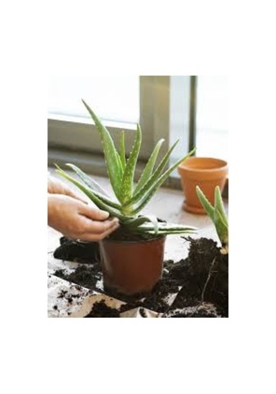 20 Adet Tohum Organik Aleovera Çiçeği Tohumu Balkon Aloevera Çiçe