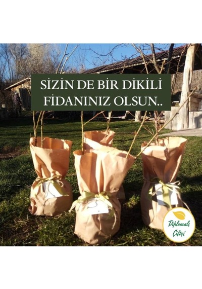 Isparta Gülü Fidanı 15-30 Cm