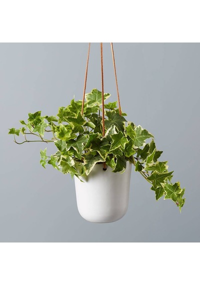 Mini Hedera Alacalı Salon Sarmaşığı- Hedera Helix Variegata Askılı Saksıda 5 Adet