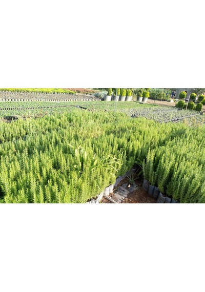 20 Adet Biberiye Fidanı Rosmanirus Officinalis Dahil