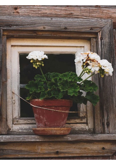 Videolu Beyaz Sardunya 10 30 Cm 1 Adet Saksılı Çiçekli Bodur Bitki Geranium