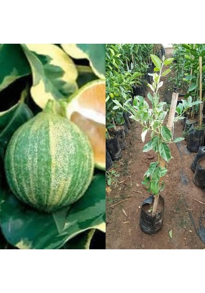 4 Yaş Aşılı Tropikal Pembe Alacalı Limon Fidanı. Torbada