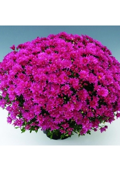 Özel Tür Branroyal Pink Pembe Kasımpatı Çiçeği Fidesi 1 Fide