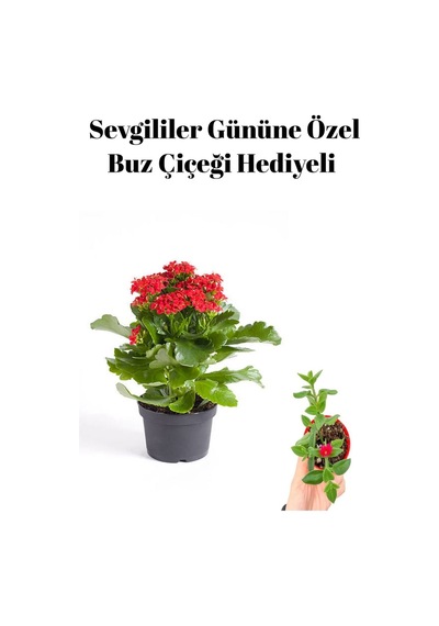 Kadınlar Gününe Özel Kırmızı Renk Kalanşo Çiçeği Buz Çiçeği
