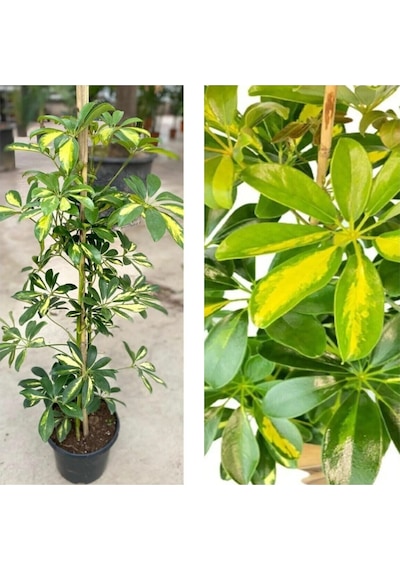 Videolu Çok Yapraklı Tek Dal Alacalı Şeflera Çiçeği 40-60 Cm Saksılı Iç Mekan Bitkileri Schefflera