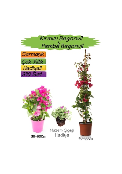 Kırmızı Renk Begonvil+pembe Begonvil+mezem Çiçeği Hediyeli 3'lü Peyzaj Seti