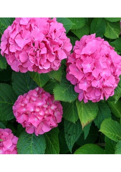 Ortanca İthal 25-40 Cm Saksıda