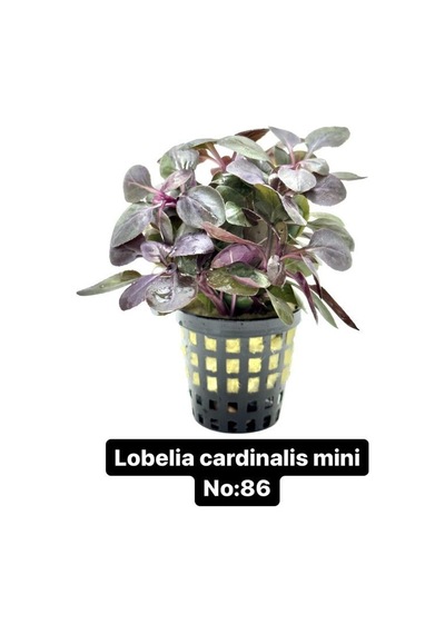 Lobelia Cardinalis Mini No:86