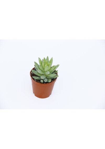 Sedum Nicaeensis 5 Adet Sukulent