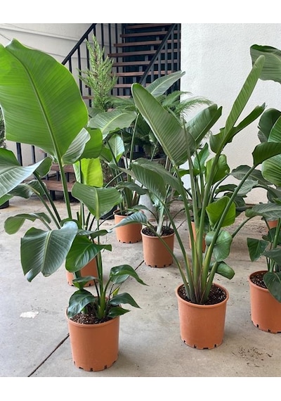 Starliçe 3 Köklü - Cennet Kuşu - Strelitzia Nicolai 100-120cm