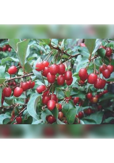 Japon Kirazı Big Goumi 50 -75cm Özel Ürün