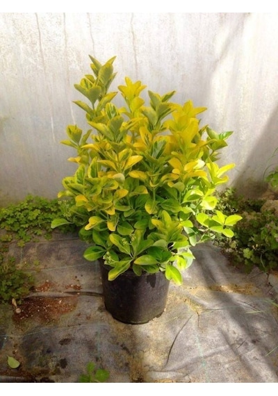 Gold Taflan Euonymus Japonica Aurea Büyük Boy 40 - 50 Cm 5 Ade