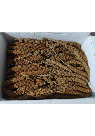 Hanımelipetstore Doğal Kızıl Dal Darı Kuş Yemi 1Kg (Min:10Cm-Max:20Cm Uzunluk)