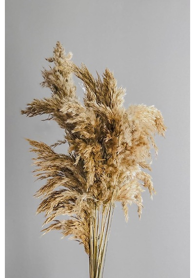 Alyones Kuru Çiçek 10'lu Büyük Demet Pampas 100cm Doğal Renk Diğer