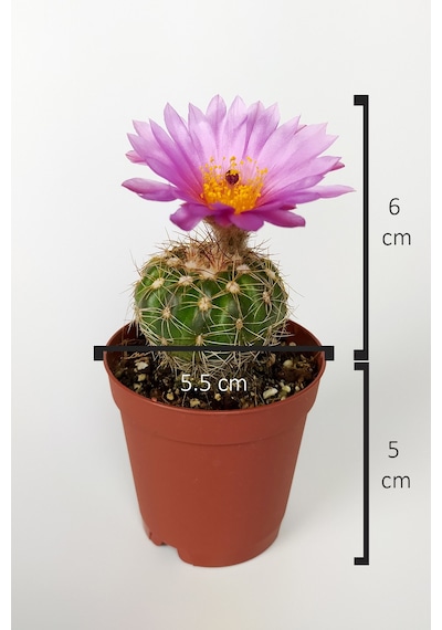 Natocactus Ubelmanianus Pembe Çiçek Açan Kaktüs Özel Tür Saksıda 5.5 CM