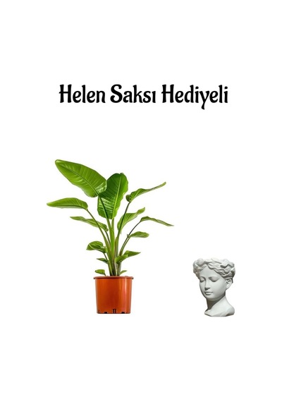 Bakımlı Starliçe Cennet Çiçeği Strelitzia Bitkisi Kadınlar Gününe Özel Helen Saksı Hediyeli