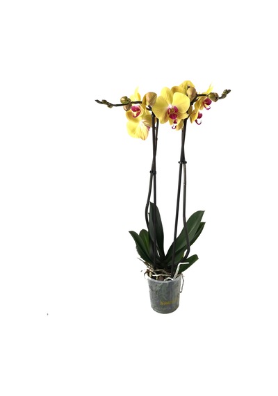 Phalaenopsis 'Miraflore (Sarı Orkide) 12 CM 70-80 CM