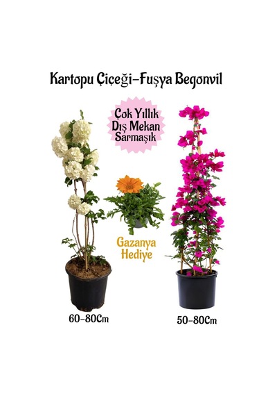 Kartopu Çiçeği 1 Adet +fuşya Begonvil 1 Adet+ Turuncu Gazanya Hediyeli Saksılı Bahçe Seti